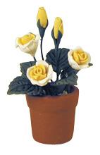 Bild zum Artikel Rosen im Blumentopf